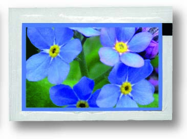 Samentütchen Vergissmeinnicht 80 x 55 mm
