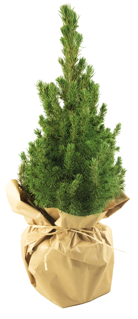 Natur-Bäumchen 35-45 cm